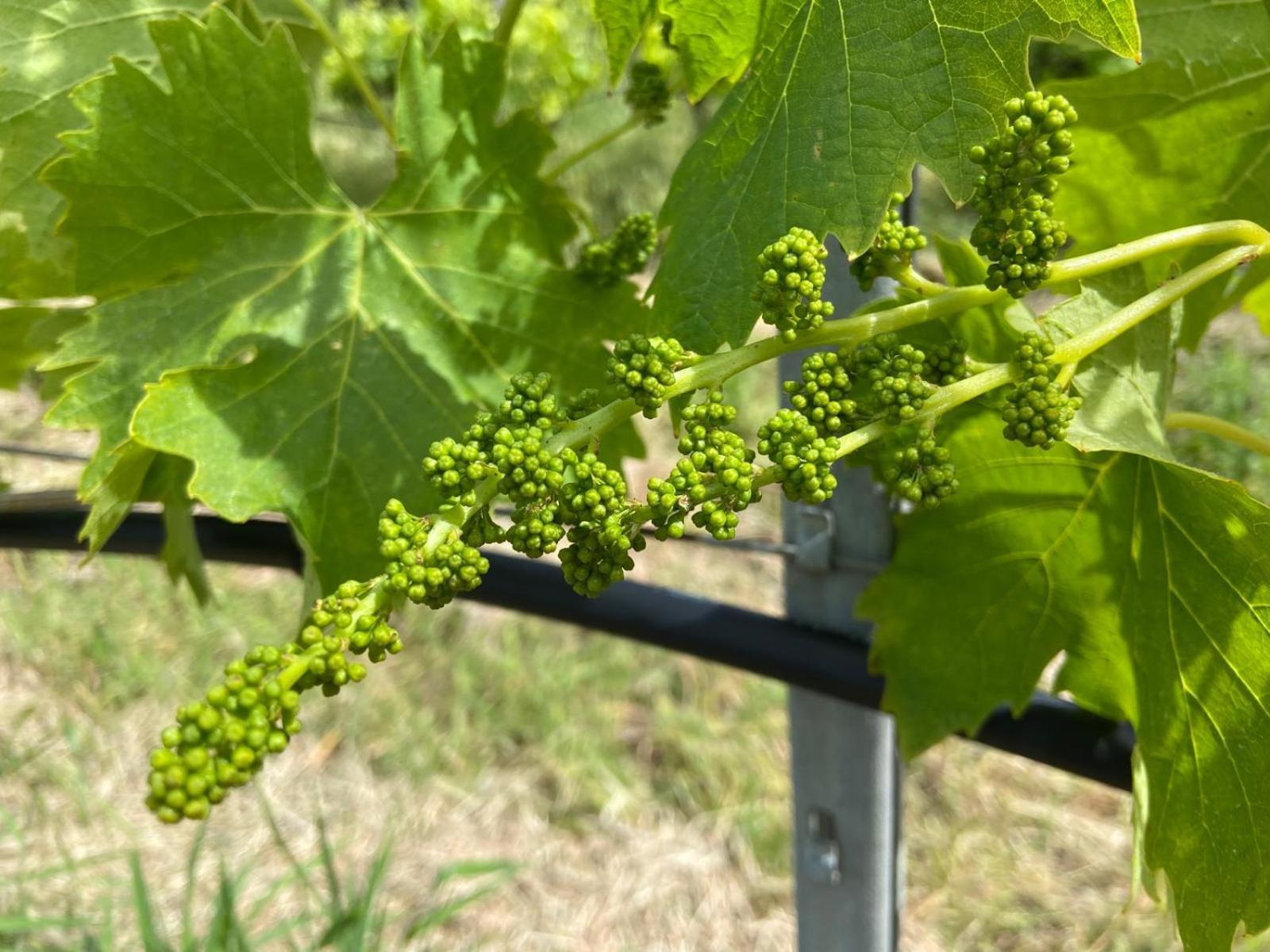 Tenuta Le Mandorlaie, Agriturismo In Scansano Exteriér fotografie