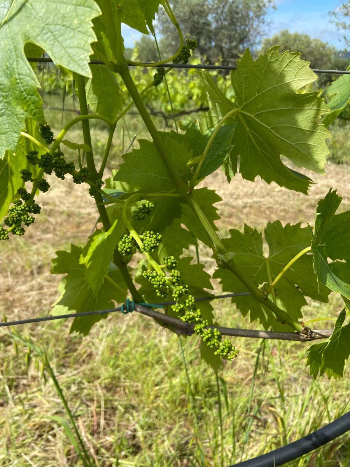 Tenuta Le Mandorlaie, Agriturismo In Scansano Exteriér fotografie