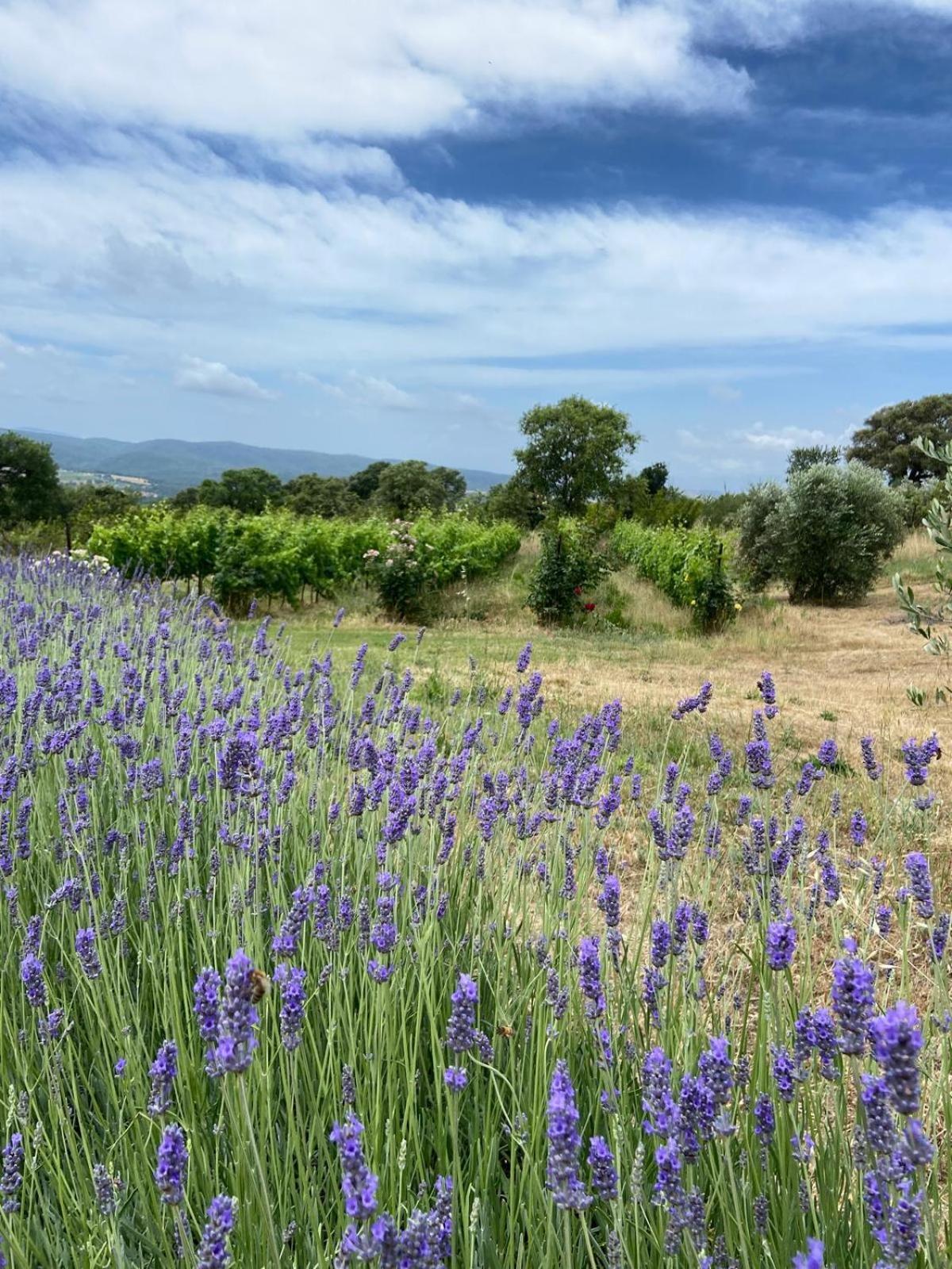 Tenuta Le Mandorlaie, Agriturismo In Scansano Exteriér fotografie